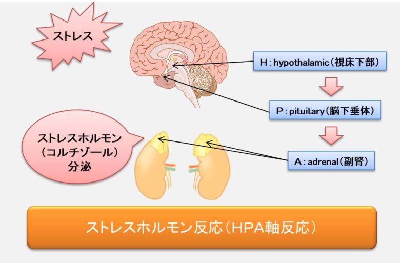 メンタル・ストレスケア専門 / 心身の不調を整える整体院 / 自律神経整体ゆるむ / 大阪府 / 北摂 /豊中市